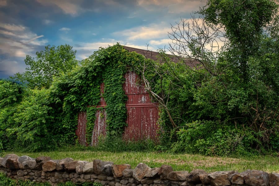 Drowning in ivy…………Berlin CT