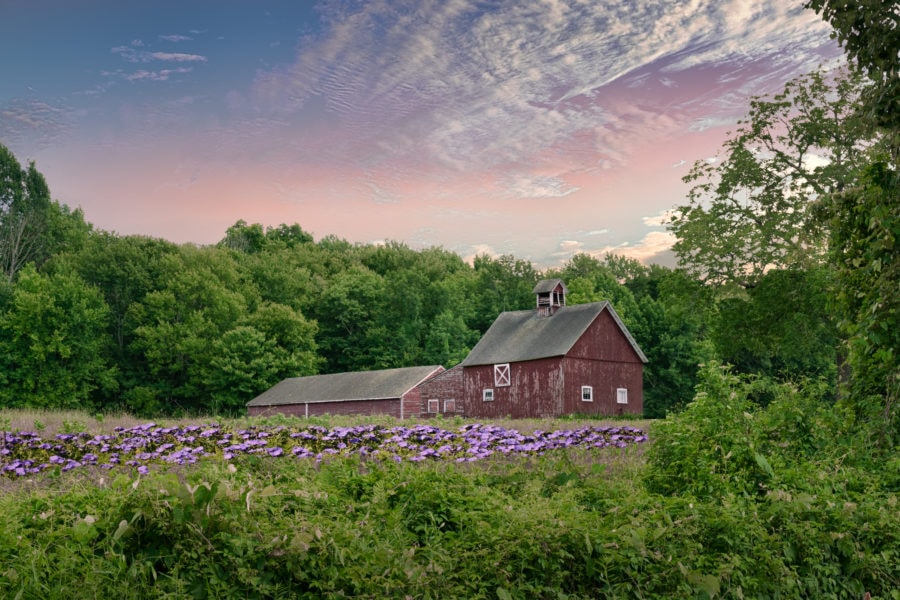 The purple fields of Harwinton CT